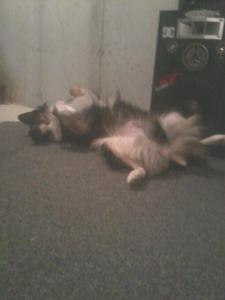 RUB MA BELLIE!! (or look at my balls... which ever)