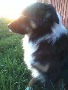 I GLOWEY ANGEL DAWG!