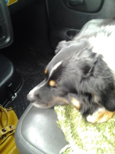 Sleepy navigator. 