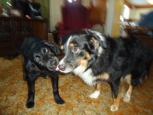 "I IZ PATENT, I IZ KIND" -Nico Harper